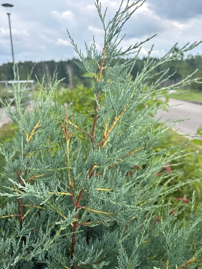 This media file is a close-up, slightly angled, outdoor shot focusing on the foliage of a juniper tree. The branches are dense and exhibit a blue-green hue, with some sections showing brown or yellowing tips, suggesting potential dryness or a natural color variation. The background is softly blurred, revealing hints of greenery, a paved surface, and a cloudy sky. In the distance, a metal railing or fence is partially visible.
The scene appears to be a natural or landscaped outdoor setting, possibly a park, garden, or roadside area, given the presence of the paved surface and fencing. There are no people or specific objects of interest beyond the tree itself. The lighting suggests it is daytime, with overcast conditions indicated by the sky. There is no discernible text within the image. The overall impression is one of a detailed, naturalistic study of plant life in a temperate climate, consistent with a location like Kholmy, Russia.