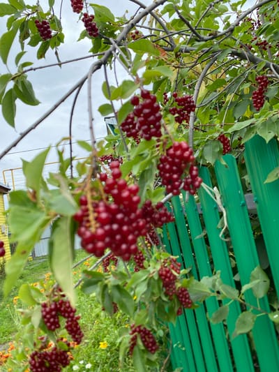 The image displays a close-up view of branches laden with clusters of ripe, dark red berries. The berries are small and round, hanging in dense bunches. Green leaves are interspersed among the branches and berries, some showing slight browning. In the background, a bright green metal fence is visible, with vertical slats. To the left of the fence, a yellow building and parts of a lighter colored structure are partially visible. A grassy area with some scattered small yellow and white flowers is also present behind the fence. The sky above is overcast with a muted, cloudy tone. The image appears to have been taken outdoors, in what could be a backyard or garden setting, possibly in Akyar, Russia, given the context. There are no people or animals visible in the frame. The focus is primarily on the berry-laden branches and the vibrant green fence.