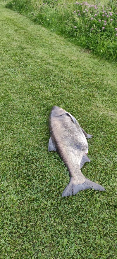 A dead fish, likely a grass carp based on its appearance, lies on a well-maintained lawn. The fish is oriented head-up and to the left, its body stretched out and partially on its side. Its scales are visible, and its fins are splayed. The lawn is a vibrant green, with some patches of clover and other low-growing plants. In the background, a border of taller green grass and wild flowers, some with small purple blossoms, creates a contrast with the manicured lawn. The overall impression is one of a natural setting, possibly a park or residential area, given the presence of both mown grass and wild vegetation. The location is specified as Rosinka KP, Russia.
