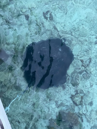 An overhead shot shows a dark-colored manta ray swimming in shallow, clear turquoise water. The manta ray occupies the center of the frame, its large, flat body clearly visible beneath the rippling surface. The seabed beneath the water is rocky and sandy, with dappled light illuminating the details. To the left of the frame, a white wooden structure, possibly part of a dock or pier, is partially visible. A thin white rope trails from the structure into the water, near the manta ray. The overall scene suggests a natural, aquatic environment in a tropical location. Based on the context provided about Utheemu, Maldives, this could be a view of the waters surrounding the island, known for its marine life and shallow lagoons.