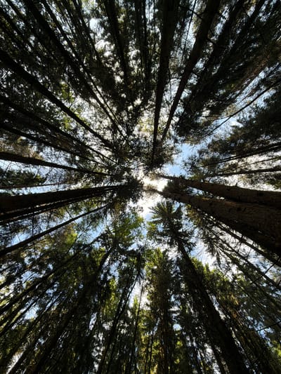 The image depicts a view looking straight up into a dense forest canopy. The trunks of many tall trees converge towards the center of the frame, obscuring most of the sky. Patches of bright sky are visible through gaps in the foliage. The trees are dark, silhouetted against the brighter sky. The location is presumed to be a forest in the city of Troitsk, Russia. No people or specific actions are visible.