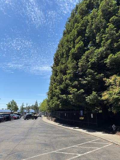 A photograph captures a parking lot on a sunny day in Kent, Washington. The sky is blue with scattered white clouds. On the right side of the image, a large row of tall, dense evergreen trees forms a natural wall. A black metal fence runs along the base of the trees. A yellow bag is hanging on the fence. In the parking lot, several cars are parked, and one dark-colored SUV is driving away from the camera. The asphalt of the parking lot is cracked. The scene appears to be an industrial or commercial area, possibly a business park or a facility.
