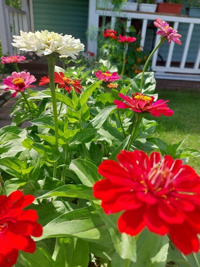 The image depicts a close-up view of a flower bed filled with a variety of zinnias, located in a garden setting. In the foreground, a large, vibrant red zinnia is prominently featured, with its petals slightly blurred due to being out of focus. To the left, another red zinnia is visible, also in focus. Behind these, a large white zinnia stands tall, its petals densely layered. Several pink zinnias with yellow centers are scattered throughout the midground, adding pops of color. The background reveals a green lawn and the white railing of a porch or deck, suggesting a residential area. The presence of flower pots on a raised platform behind the railing indicates a well-maintained garden. The lighting suggests it is a sunny day. The scene is consistent with a garden in a dacha or rural property in Russia, such as Антенна Снт, given the typical vegetation and architectural elements found in such locations. There are no people or animals visible in the frame.