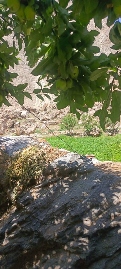 In Sanobod, Tajikistan, an outdoor scene is captured, likely during daylight. The foreground is dominated by a large, textured grey rock covered in dappled shadows, with a bundle of dried grass and twigs resting on its surface. Beyond this rock, a vibrant green field of crops stretches into the mid-ground, interspersed with a few small trees. In the background, a rugged, rocky hillside rises, its dry, arid texture contrasting with the lushness of the cultivated field. Overhanging branches of a tree, bearing several small green fruits, frame the upper portion of the image. A thin, dark wire runs diagonally across the mid-ground. The overall impression is of a rural landscape where agriculture is practiced amidst a harsh, rocky environment.