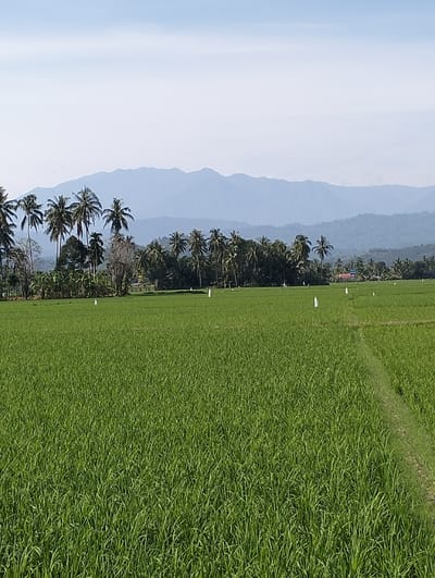 The image depicts an expansive agricultural landscape in Lhokkulam, Indonesia, under clear daylight conditions. The foreground is dominated by a vast, vibrant green rice paddy field, characterized by dense, short rice plants. A narrow, unpaved demarcation path is visible along the right side of the field. Several small, white, conical or triangular objects, potentially markers or deterrents, are sparsely distributed across the rice field. In the midground, a dense line of tropical vegetation, primarily consisting of tall palm trees and other varied foliage, forms a natural barrier separating the fields from a distant settlement. Within and behind this tree line, scattered residential structures with orange or reddish roofs are discernible. The background features successive layers of hazy blue-grey mountain ranges with undulating peaks, extending towards the horizon. The sky above is a light, clear blue with minimal cloud cover. No individuals or active interactions are visible in the scene.