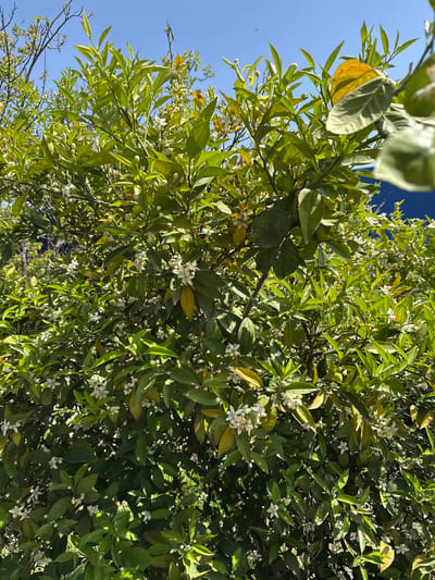 A vibrant, verdant tree, likely an orange tree due to the presence of white flowers and green leaves, occupies the majority of the frame. Some leaves show signs of yellowing. The tree is set against a clear, bright blue sky visible in the upper left corner. The scene appears to be bathed in sunlight. The picture may have been taken in Köyceğiz, Turkey, but without landmarks or additional information, I cannot confirm the exact location.