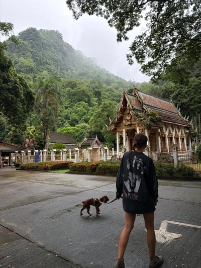 The image captures a scene at a temple complex in Chiang Dao, Thailand, under an overcast sky. In the foreground, a young woman, viewed from behind, stands on wet, dark asphalt pavement, facing away from the viewer towards a traditional Thai temple. She has light brown hair tied in a bun and wears a dark (likely black or charcoal) long-sleeved shirt featuring a large, intricate white graphic on the back that depicts multiple hands and stylized faces, along with the text "TOUR 1992". Her lower body is clad in dark shorts, and she wears light-colored high-top sneakers, with a red star logo visible on the right shoe. She holds a leash attached to a small to medium-sized, short-haired brown dog with a harness, which is walking slightly ahead of her to the left. The pavement shows signs of wetness and has faint white markings, possibly an arrow, on the right side.

In the midground, a highly ornate traditional Thai temple building dominates the right side of the frame. It features a multi-tiered, reddish-brown tiled roof adorned with intricate gold finials and white and gold decorated facades, windows, and pillars. Some vegetation, including vines or moss, grows on its roof and exterior. This structure is enclosed by a low, gold-colored metal fence with white decorative pillars topped with small lantern-like elements. A row of red-flowering bushes grows in front of the fence. Further back and to the left, several other traditional Thai structures with darker roofs and white accents are visible amidst dense tropical foliage, including a larger, simpler building and smaller shrines. A tall palm tree stands prominently between the main temple and these additional structures.

The background is dominated by a lush, verdant mountain range covered in dense tropical rainforest. The upper slopes of the mountains are partially obscured by mist or low clouds, indicating a humid or recently rainy environment under a bright, overcast sky.