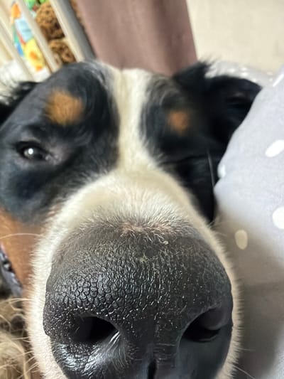 The image is a close-up, low-angle, eye-level shot of a Bernese Mountain Dog's face. The dog's nose is in the foreground, filling much of the frame. Its black nose is textured with small, irregular bumps and appears moist. The dog has black, white, and tan fur. There are tan patches above its eyes. Its left eye, a dark brown iris with a visible pupil and reflection, is in focus. The dog is lying down, partially obscured by a light gray pillow with white polka dots on the right side of the image. In the background, out of focus, are what appear to be toys or bedding in a light-colored crate or basket. The image does not provide any specific information about the location in Nakhabino, Russia, nor does it depict any people or actions.