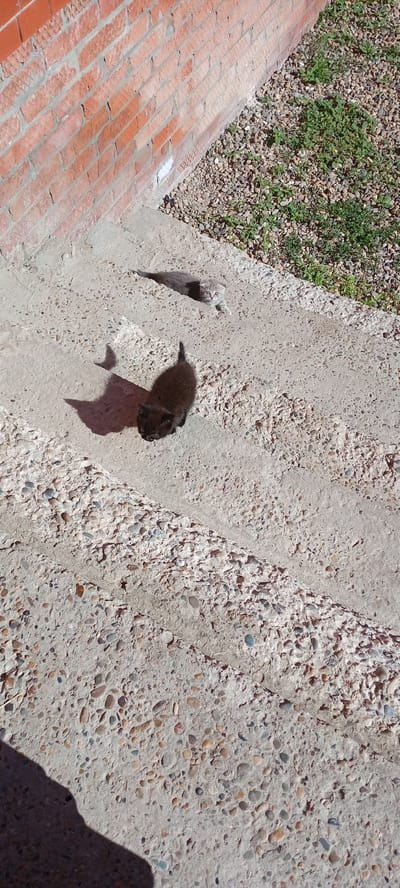 The image depicts two kittens on concrete steps next to a brick wall. One kitten, black and furry, is in the foreground, facing downwards and casting a shadow. Further up the steps, a lighter gray kitten with folded ears is visible. The steps are made of concrete with visible pebbles. To the right of the steps, there is an area of gravel with sparse green vegetation. The scene appears to be outdoors, possibly in a residential area. There is no indication of the city of Tbilisskaya, Russia, or any other specific location.