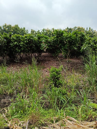 The image shows a field of cacao trees in Quevedo, Ecuador. The trees are arranged in rows, with dense green foliage and exposed branches. The ground beneath the trees is covered in brown leaves. In the foreground, there is tall green grass, weeds, and some decaying banana leaves. The sky is overcast and grey. No people or animals are visible.