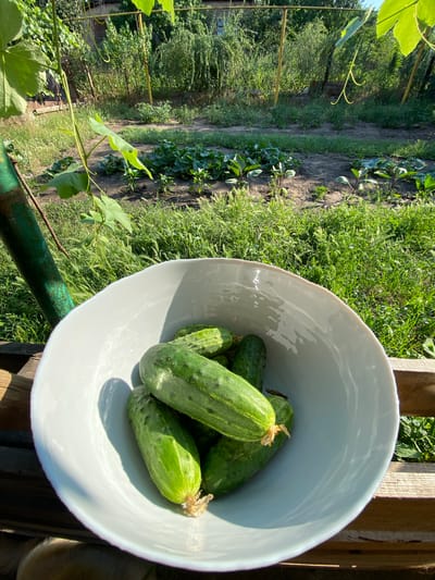 In the city of Pervomaisk, Ukraine, a white bowl overflows with freshly harvested cucumbers. The bowl rests on a wooden surface, likely a table or bench, in a garden setting. Behind the bowl, a garden bed is visible, with rows of plants growing in the dark soil, interspersed with green grass. Lush green foliage and vines frame the scene, with sunlight casting shadows. The overall impression is one of a rural harvest in a natural outdoor environment.