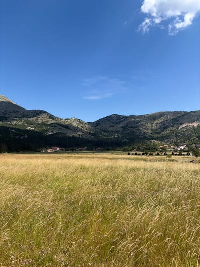 The image captures a scenic view of Njeguši, Montenegro. In the foreground, a vast field of tall, dry grass, tinged with yellow and green hues, stretches across the frame. Interspersed within the grass are small clusters of purple wildflowers. In the middle ground, a line of dark, triangular-shaped structures with red roofs are visible, likely small cabins or dwellings. Beyond these structures, a village with red-tiled roofs and a few scattered white buildings is nestled at the base of a mountain range. The mountains themselves are rugged and covered in sparse vegetation, with shadows cast across their slopes, indicating the direction of the sun. The sky above is a clear, bright blue, with a few wispy white clouds in the upper right quadrant. A single black speck, possibly a bird, is visible in the sky. The overall impression is one of a serene, rural landscape under a sunny sky.