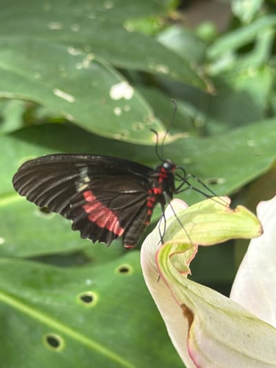 A black butterfly with red markings on its wings rests on a pale green and pink flower petal. The butterfly's body is black with some red accents on its head and thorax. Its wings are spread slightly, revealing the intricate patterns. The flower petal is delicate and curved, with a subtle pink edge. The background consists of out-of-focus green leaves, suggesting a natural, possibly garden, setting. The image is a close-up shot, highlighting the details of the butterfly and flower. There are no people or any indications of the city of Icod De Los Vinos, Spain.