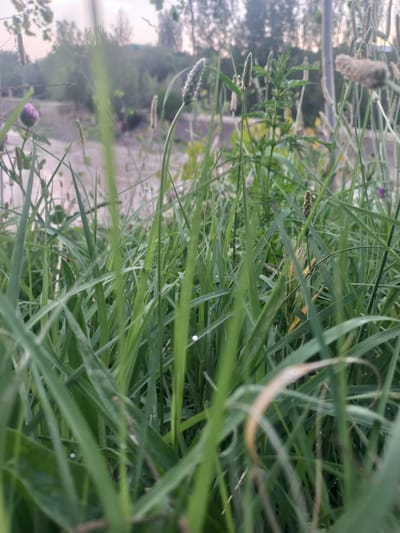 This media file is a close-up, low-angle shot of tall green grass, with a blurred background. The grass blades are the primary subject, appearing lush and vibrant. Some of the blades have water droplets on them, suggesting recent rain or dew. In the background, hints of a pathway or ground can be seen, along with some out-of-focus vegetation and trees. There is also a faint suggestion of a purple flower in the lower left corner.
The perspective is such that the viewer is looking up from within the grass, creating a sense of immersion in nature. The lighting suggests it might be early morning or late afternoon, given the soft, diffused light. The overall mood is peaceful and natural.
Specific details include:
- Subjects: Grass, some vegetation, a hint of a flower, and a blurred pathway/ground.
- Activity: None visibly taking place, the scene is static and natural.
- Notable details: Water droplets on grass, suggesting moisture. The time of day appears to be either dawn or dusk due to the lighting. Location cues are subtle, but the presence of grass and the general vegetation suggest an outdoor, natural setting.
- Visible text: None.