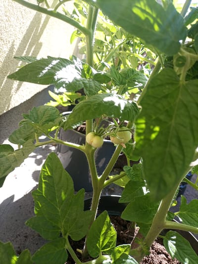 The image shows a close-up of a tomato plant with small, green tomatoes developing. The plant is in a pot and appears to be growing outdoors on a sunny day. The background consists of a textured wall and shadows cast by the plant and possibly nearby objects. The scene is likely a balcony or patio.