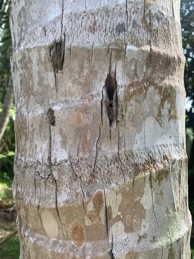 A close-up photograph depicts a section of a tree trunk with a rough, light-gray bark texture. The trunk exhibits vertical indentations and ridges. Two dark holes are visible on the trunk, with one hole appearing slightly larger than the other. There are small cracks and fissures in the bark. Spots of discoloration are present, primarily in light-brown shades. The background features out-of-focus foliage, suggesting a natural environment. The photograph was taken in Baan Don Sai, Thailand.