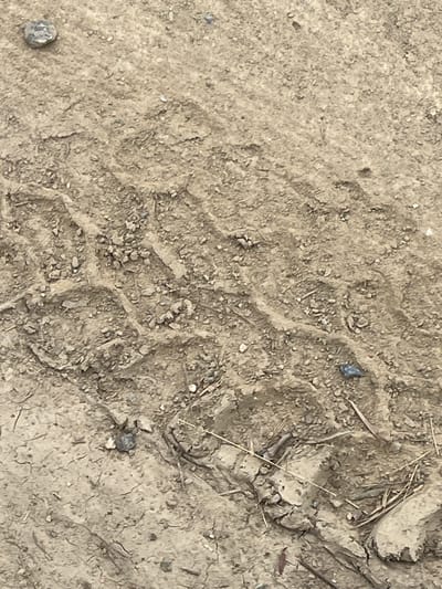 The image depicts tire tracks imprinted in dry, dusty soil. Several small stones and bits of organic debris, such as twigs and dried leaves, are scattered across the surface. In the upper left corner, a single, larger grey stone is visible. The tire tracks are characterized by a pattern of parallel ridges and indentations, suggesting a vehicle has recently passed through this area. The environment appears to be an outdoor, unpaved surface, possibly a dirt road or pathway in Rantau Pauh, Indonesia.