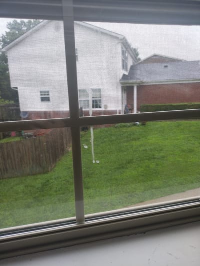 The image shows a view through a window screen of a residential backyard. In the background, two houses are visible, one white with a dark roof and another with a brick facade and a lighter roof. The houses appear to be situated in a suburban neighborhood. The yard is covered in green grass, and a wooden fence runs along the perimeter of the property. There are some white streaks on the window screen, possibly from rain or dirt. The scene is lit by an overcast sky. The location is identified as Nicholasville, United States of America.