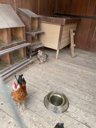 The image, rotated counter-clockwise, depicts the interior of a chicken coop or barn, characterized by wooden walls and a worn wooden floor covered in debris and specks. Natural daylight illuminates the scene.
The primary subjects are two chickens. In the foreground, partially obscured by a wire or metal bar, a larger chicken lies on its side/stomach. It features predominantly orange-brown and white speckled plumage, black tail feathers, a distinct red comb, and feathered legs. Further back and to the left, a smaller chicken with white, black, and golden-brown speckled feathers stands upright, facing away from the larger chicken.
Various objects furnish the coop. A shiny, circular metal water bowl, with the brand "KONG" embossed on its side, rests on the floor, containing a small amount of water. To the left, a multi-tiered wooden structure functions as nesting boxes or perches, with each open compartment containing a bed of hay or straw. Beyond this, a smaller, light brown, A-frame-like wooden shelter or coop is visible in the background. The floor is scattered with loose hay and straw.
No specific activity beyond the chickens resting or standing is clearly observable. The environment suggests a functional poultry keeping setup, consistent with the provided location context of Timofeevka, Russia.