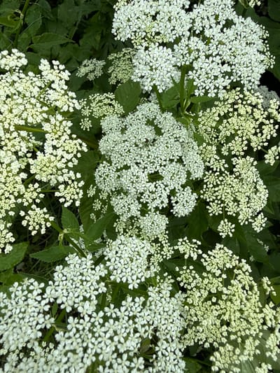 The image displays a close-up, overhead view of a cluster of white flowers, likely a Queen Anne's Lace variety, against a backdrop of dark green foliage. The flowers are arranged in intricate, flattened umbels, composed of numerous small, delicate white florets. Some of the flower heads are fully bloomed and spread out, while others appear to be in earlier stages of development, showing smaller, more tightly packed buds. The green leaves are broad and serrated, providing a contrasting texture and color to the airy blossoms. The lighting suggests it is daytime, with soft shadows indicating an overcast or diffused light source. There are no people or animals visible in the frame. The scene is consistent with an outdoor environment, potentially a garden or a wild area. The image was taken in Užliekniai, Lithuania.