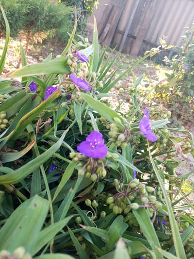 The image shows a close-up view of flowering plants with vibrant purple petals and green buds. The plants have long, slender green leaves. In the background, a rustic wooden fence is visible, constructed from vertical planks. The ground appears to be dirt, with some fallen green objects that could be fruit or seed pods. The overall setting suggests an outdoor garden or natural environment. The image does not contain any people or visible structures that would pinpoint a specific location within Хальчанскі сельскі Савет, Belarus, beyond being an outdoor scene.