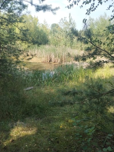 The image depicts a small, still body of water surrounded by dense vegetation. The water surface reflects the overcast sky and the surrounding greenery. Tall reeds and grasses grow along the edges of the water, and further back, a mix of deciduous and coniferous trees forms a dense forest. The ground in the foreground is covered with grass and fallen leaves, with dappled sunlight filtering through the branches. There are no people or animals visible in the scene. The overall impression is one of a natural, undisturbed wetland environment. The location is identified as being within the Пружанскі сельскі Савет in Belarus, which is a rural administrative region.