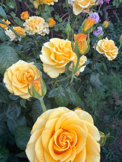 A close-up, eye-level shot captures a cluster of yellow roses in bloom, with some buds beginning to open, set against a backdrop of dark green foliage. The roses are the central subjects, varying in their stage of bloom. The foreground is dominated by a large, fully opened yellow rose, its petals tightly spiraled in the center and fanning out towards the edges. To the left, another large yellow rose is partially visible. In the mid-ground, a medium-sized yellow rose is in full bloom, positioned slightly above and to the right of the large foreground rose. Several smaller, unopened rose buds, some showing hints of orange, are scattered throughout the composition. A few faded purple flowers are visible in the upper right background, along with some delicate greenery. The leaves of the rose plants are a deep, rich green and appear to be wet, possibly from rain. The overall impression is one of a lush, natural garden setting. There are no people or animals present in the image. The scene is static, focusing solely on the botanical elements. The lighting suggests it may be late afternoon or early evening, with soft, diffused light illuminating the blooms. The location is specified as Ароматненское сельское поселение, Ukraine.