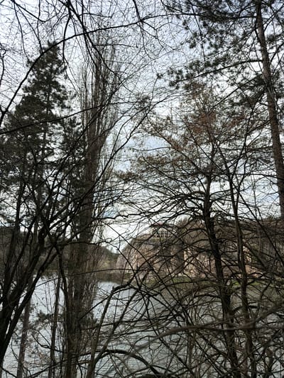 The image depicts a view looking upwards through a dense network of bare tree branches against a cloudy sky. The trees are presumably located in or near Radishevo, Bulgaria. No people, subjects, objects, actions, or interactions are visible in the image. The environment is wooded with an overcast sky.