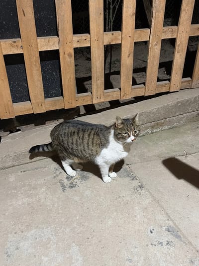 The scene depicts an outdoor environment at night in Tompsan, Bulgaria, illuminated by an artificial light source. The primary subject is an adult domestic cat, appearing stout, with a brown and grey tabby pattern on its back, sides, and tail, contrasted by white fur on its chest, belly, and all four paws, extending up its muzzle. The cat stands on all fours on a light-colored concrete or paved surface, facing towards the right of the frame with its head slightly turned and its gaze directed forward and slightly rightward. Its tail, also tabby-striped, extends downwards and curves slightly to the left. Distinct shadows are cast on the ground from the cat and a nearby structure, indicating a light source from the upper left. In the background, a wooden fence or gate is visible, constructed from vertical planks with horizontal cross-bracing. Behind the wooden fence, a darker, indistinct area is present, revealing glimpses of what appears to be a wire fence and possibly sparse vegetation. The ground surface shows some discoloration and minor debris. No human subjects are present, and no overt interaction is observed.