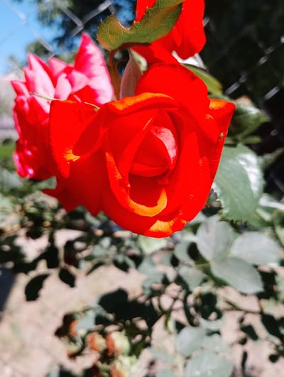 A close-up, eye-level, outdoor photograph captures a vibrant red rose in full bloom. The rose is positioned in the foreground, dominating the right side of the frame, with its petals unfurling. A hint of yellow coloring is visible along the edges of the petals, adding depth to the red hue. To the left and slightly behind, another rose, a soft pinkish-red, is partially visible, its petals also unfurling.
The background consists of a wire fence, creating a textured, diagonal line across the upper right portion of the image. Beyond the fence, blurred green foliage and a sliver of bright blue sky are discernible. The lower portion of the image is filled with out-of-focus greenery and what appear to be rose hips or spent blossoms, rendered in muted tones of green and reddish-brown. Sunlight illuminates the scene, casting shadows and highlighting the textures of the rose petals and leaves.
The setting is a garden or outdoor space, likely residential, given the presence of flowering plants and a fence that could delineate a property. The time of day appears to be daytime, with the sunlight suggesting fair weather. There are no people visible in the image. The overall impression is one of natural beauty and growth. The photograph is focused on the flowers, drawing the viewer's attention to their delicate structure and rich color.