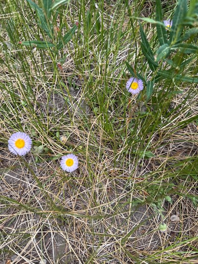 In Saint Elmo, United States, a close-up, eye-level shot captures a patch of ground covered in dry, light-brown grass and scattered green blades of grass. Four small flowers with pale purple petals and yellow centers are visible. Three of these flowers are in focus, while one in the upper right is slightly blurred. The environment appears natural and uncultivated, with loose soil visible between the grass and flowers.