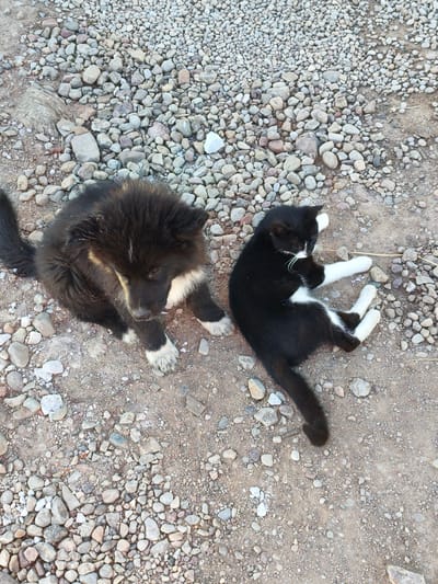 A black and white cat lies on its side on a gravelly surface, its hind legs extended. To its left, a fluffy black and tan puppy sits with its head lowered, looking down. The ground is covered in small, varied-colored pebbles and dirt. The scene is outdoors, under natural light, with no discernible urban features or context from Apriķi, Latvia.