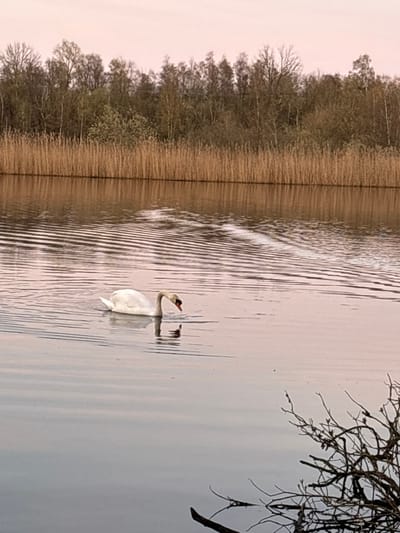 This image displays a body of water in Niel, Belgium, illuminated by a pale pinkish-orange sky. A single white swan with an orange beak is situated in the mid-left portion of the water, its head dipped downwards, creating distinct ripple patterns that extend across the surface, particularly towards the upper right. A partial reflection of the swan is visible below its head. The far bank is characterized by a dense, horizontal band of tall, dry, brown reeds. Behind these reeds, a line of deciduous trees, primarily bare of foliage with some sparse green growth, is visible. In the lower-right foreground, dark, bare tree branches extend into the water. No human subjects or their direct interactions are present.
