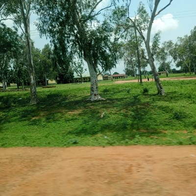 The image depicts an outdoor scene with several buildings and trees. The buildings appear to be school structures with light-colored walls and darker roofs. They are arranged in a line across the middle ground of the image. In front of the buildings, there is a grassy area with some scattered bricks. Several trees are visible throughout the scene, with some large, prominent trees in the foreground and more densely packed trees in the background. The ground in the immediate foreground is a reddish-brown, suggesting a dirt road or pathway. The sky is visible above the trees, with some white clouds. There are power lines strung between poles in the background, indicating infrastructure. Two figures, appearing to be people, are standing on the dirt path in the middle ground, near some of the trees and buildings. The lighting suggests it is daytime, likely with a partly cloudy sky. The overall impression is of a rural or semi-rural setting, possibly a school campus in Mutum Biyu, Nigeria. There is no visible text in the image.