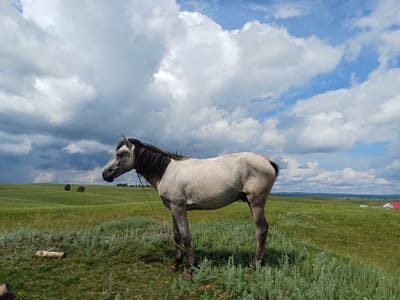A light-colored horse with a dark mane stands in a grassy field under a partly cloudy sky. The horse is facing left, with its head turned slightly towards the viewer. The field is undulating with rolling hills in the background. A few scattered trees are visible on the distant hills. In the far distance, a red-roofed building and other structures can be seen. The foreground is covered in lush green grass and some low-lying plants. A rough-hewn log lies in the grass in the lower left of the frame. The scene appears to be in a rural, outdoor setting. No people are visible. The location is identified as Nigamatovo, Russia.
