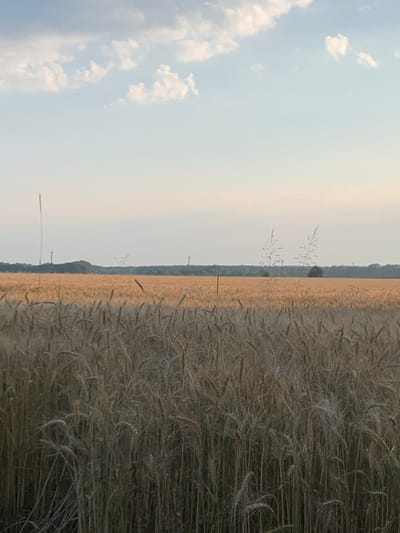 The image shows a field of wheat under a hazy sky with scattered clouds. In the foreground, the wheat stalks are dry and golden, with some appearing to be in shadow. Further back, the field stretches out, a uniform expanse of golden wheat. In the distance, a dark green line of trees forms a horizon, behind which are faint silhouettes of what appear to be utility poles and a tall antenna structure. The overall lighting suggests late afternoon or early evening. This scene is located in the village of Derevky, Kyiv Oblast, Ukraine.