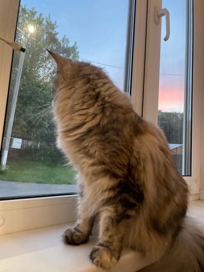 A long-haired grey tabby cat sits on a white windowsill, looking out a window at dusk. The sky shows a gradient of blue fading into pink. Outside, trees and some residential structures are visible. A white cable with a black connector is positioned near the top left of the window frame, partially obscuring the view of a tree. The window frame is white, and a white window handle is visible on the right side of the frame. The scene appears to be from an apartment or house in Solnechnaya Polyana, Russia.