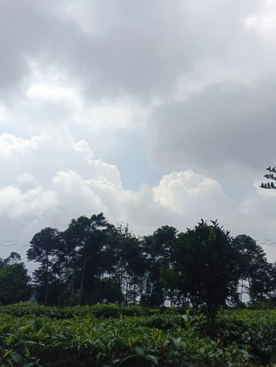 The image displays a landscape located in Koipa, Papua New Guinea. The foreground is composed of a dense, uniform field of green, leafy plants consistent with a cultivated tea plantation. In the midground, a line of tall, dark green trees, appearing to be a mix of conifers and broadleaf species, forms a visual boundary behind the plantation. Faint horizontal lines, likely utility wires, are visible across the upper canopy of these trees. The sky occupies the upper two-thirds of the frame, characterized by a predominantly overcast condition with large, white cumulus clouds interspersed with areas of darker grey clouds. A small section of lighter blue sky is visible towards the upper left. No individuals or specific activities are present in the scene.