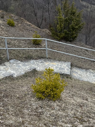The scene depicts a natural hillside landscape within Cajetina Municipality, Serbia. In the foreground, a small, vibrant yellowish-green evergreen tree is prominently centered amidst dry, light brown grass and sparse vegetation. Immediately behind and slightly above, a stone staircase constructed from irregularly shaped grey flagstones ascends diagonally from left to right. A light grey metal handrail, featuring two horizontal bars, is positioned above and parallel to the staircase, extending across the midground. The slope behind the handrail is covered in dry, brown grass and soil. Two smaller, green evergreen saplings are visible on this upper slope, one positioned towards the left and another centrally located. The background consists of a steeper hillside adorned with a large, dense dark green evergreen tree on the right and numerous leafless deciduous trees across the upper sections, indicating a dormant season. No individuals, animals, or active events are present within the frame.