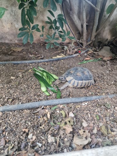 A tortoise is eating pieces of cucumber on a dirt ground. The tortoise is a Mediterranean tortoise, characterized by its rounded, domed shell with a pattern of radiating lines. It is facing towards the cucumber pieces, with its head extended. The cucumber pieces are arranged in a small pile. The ground is covered with dirt, small stones, and some dry leaves.
To the left of the tortoise, there are the leaves of a green plant, possibly a houseplant with broad, shiny leaves. Behind the plant and extending upwards, there are thick, woody branches, some of which appear to be part of a larger structure or a tree. A black pipe runs diagonally across the frame from the top right to the bottom left, passing near the tortoise and the cucumber. Another black pipe runs parallel to it, further to the left. A small red object, possibly a berry or a piece of plastic, is visible on the dirt near the pipe on the right.
The scene appears to be outdoors, likely in a garden or an enclosed outdoor space. The lighting suggests it is daytime. There are no people visible in the image. The overall impression is of a natural setting where the tortoise has been provided with food.