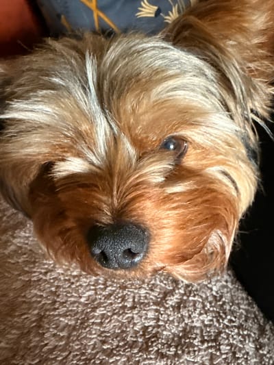 The image is a close-up, head-on, vertical shot of a Yorkshire Terrier dog. The dog is lying down, with its head resting on a brown, textured surface, possibly a blanket or carpet. Its fur is a mix of tan and gray, with some lighter strands appearing white or silver. The dog's black nose is prominent in the center of the image. Its left eye is visible, appearing dark and alert. The background is dark and out of focus. There is no information about the city of Rudamina, Lithuania, in the image.