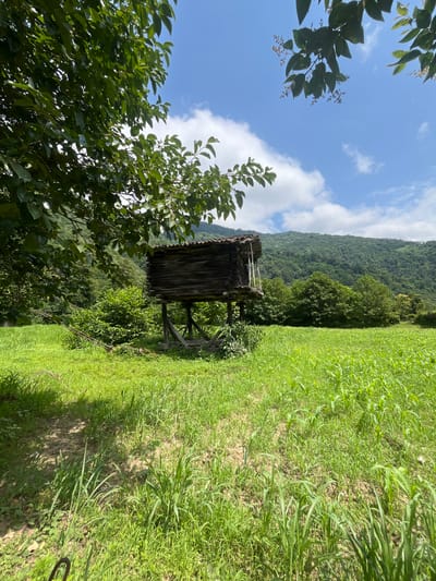 The image shows a rustic wooden structure elevated on stilts in a lush, green field in Mirveti, Georgia. The structure appears to be a storage shed or a small dwelling, constructed from weathered wooden planks with a tiled roof. It is situated amidst dense vegetation, with a large tree providing shade to the left of the frame. In the background, rolling hills covered in dense green forest rise towards a bright blue sky dotted with fluffy white clouds. The field in the foreground is covered in tall, vibrant green grass and young crops, suggesting a rural agricultural setting. The scene conveys a sense of natural beauty and simplicity, characteristic of the Georgian countryside.