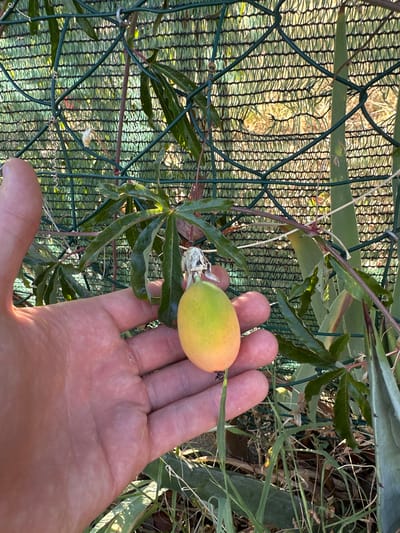 In Générargues, France, a person's hand is shown gently holding a small, oval-shaped fruit. The fruit is predominantly yellow with a hint of green on one end and a blush of orange or pink on the other. It is attached to a thin stem and appears to be a passion fruit. The hand is light-skinned, with visible lines and texture. The background consists of a green mesh fence with a textured pattern, behind which is a blurred natural environment with dry grass and green foliage. Sunlight filters through the mesh, creating dappled light and shadow. A passion vine with lobed leaves and tendrils is visible, with the fruit hanging from one of its stems.
