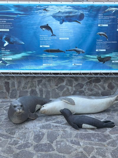 The image shows a display board featuring illustrations of various marine mammals, including whales, dolphins, and seals, with their names and scientific classifications in Italian and English. Beneath the display board, three life-size models of seals are positioned on a cobblestone ground. The models depict two adult seals, one dark gray and one pale gray, and a smaller, dark gray pup. The background suggests an outdoor setting, possibly a park or a museum exhibit, with a stone wall visible behind the display. The scene appears to be an educational exhibit about marine life, potentially located in Capraia Isola, Italy, as indicated by the presence of the "Capodoglio" (sperm whale) label on the display, which is the Italian word for sperm whale and also a place name in Capraia Isola.