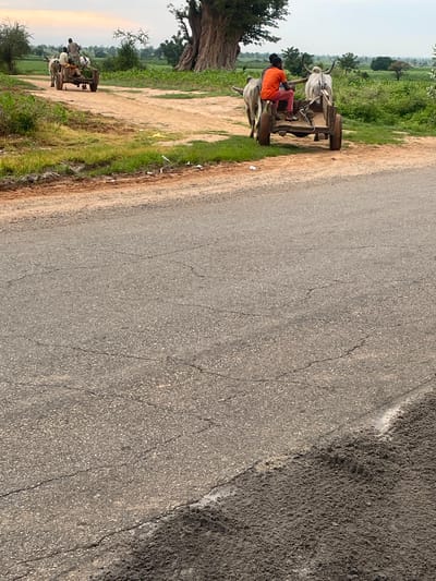 In Basirka, Nigeria, two ox-drawn carts are depicted on a dirt road. The cart in the foreground is driven by a person wearing an orange shirt and red pants, seated on the cart. Two oxen are harnessed to this cart. Behind it, a second ox-drawn cart is visible, carrying two individuals. One is seated, and the other stands at the front, possibly guiding the oxen. The carts are moving on a dirt path that runs alongside a paved road. The environment features lush green vegetation and a large tree in the background. The sky is overcast.