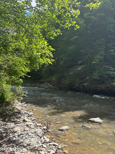 The image depicts a natural scene along a riverbank in Lukovo, Bulgaria. Lush green trees with dappled sunlight filtering through their leaves dominate the upper left portion of the frame. The river, with its flowing water, occupies the majority of the image, its surface reflecting the light and showing ripples. The riverbank on the left is strewn with stones of various sizes, with some vegetation growing near the water's edge. On the right bank, a dense forest recedes up a slope, with trees of varying heights and shades of green. The overall impression is one of a peaceful, sunlit natural environment. There are no people or animals visible in the image.