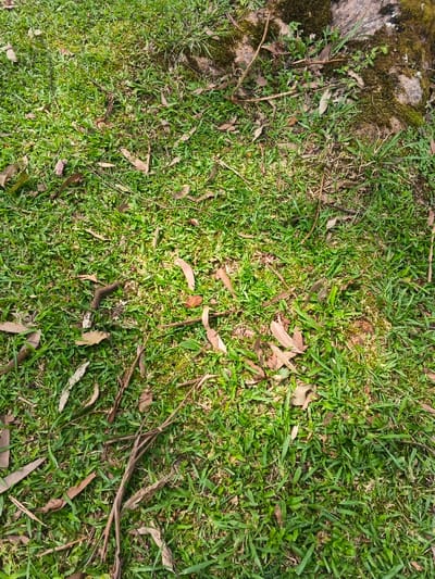 A patch of green grass covers the ground, interspersed with fallen brown leaves and twigs. A mossy rock peeks from the upper right corner. The grass blades are vibrant, contrasting with the scattered debris. Sunlight creates varied shading.
