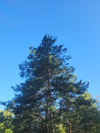 This image captures a tall pine tree against a clear, vibrant blue sky. The tree's branches are dense with green needles, some of which are touched by sunlight, creating a dappled effect. The trunk is visible in parts, showing its rough, brown bark. In the background, lower trees and foliage can be seen, suggesting a natural or park-like setting. There are no people or specific man-made objects that would indicate a precise location within Gävle, Sweden, but the overall scene depicts a typical forest or woodland environment that could be found in or around the city.