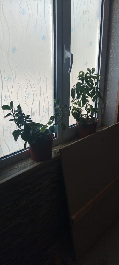 The image shows a close-up view of two potted plants on a windowsill. The windowsill is made of a textured material that appears to be wood or laminate. The plants are positioned in front of a window with frosted glass that has a decorative pattern of wavy lines and circles. To the right of the window, a portion of a wall with a tiled pattern is visible. The overall scene is dimly lit, with the plants and windowsill being the most illuminated areas. The specific location in the city of Zafarabad, Uzbekistan, cannot be determined from the visual information alone.