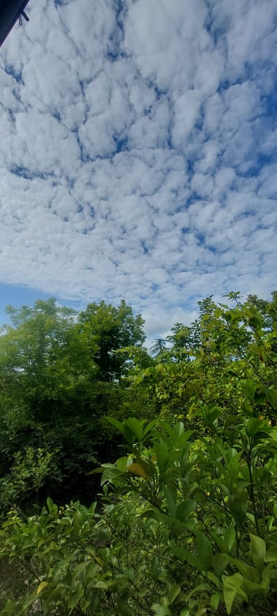 The image depicts a lush green forest canopy against a bright blue sky filled with scattered white clouds. The foreground is dominated by dense foliage, with large, vibrant green leaves in focus, suggesting a close-up view of undergrowth or a low-hanging tree. Behind this, taller trees with a darker green hue form a thick backdrop. The sky occupies the upper half of the frame, showcasing a pattern of cumulus clouds with clear patches of blue sky visible between them. The overall scene conveys a natural, possibly rural or park-like environment within Khobi, Georgia, characterized by abundant vegetation and fair weather. There are no people or visible man-made structures other than a small dark object in the upper left corner, which might be part of a building or a utility pole.